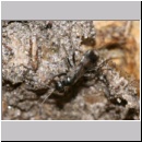 Dipogon subintermedius - Wegwespe 01c 7mm Sandgrube Niedringhaussee.jpg